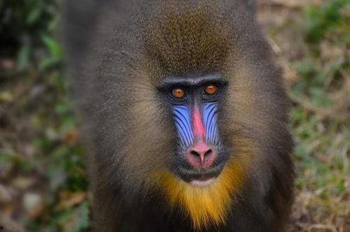 山魈打架视频,原始森林的激烈对决